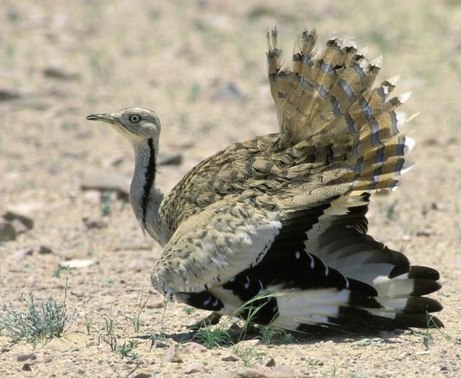 houbara_bustard_jens_eriksen21