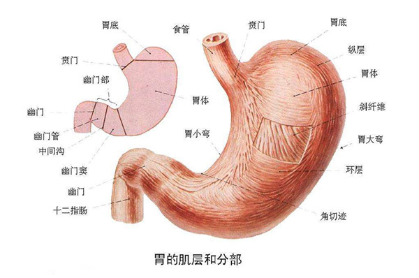 胃的结构
